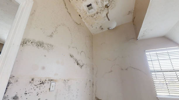 Best Real Estate Mold Inspection  in Mountainside, NJ