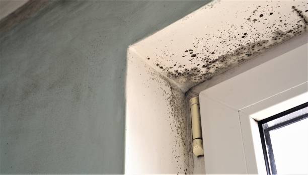 Best Mold Prevention Services  in Mountainside, NJ