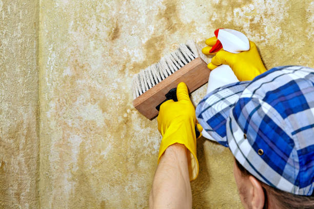 Best Biohazard Mold Removal  in Mountainside, NJ
