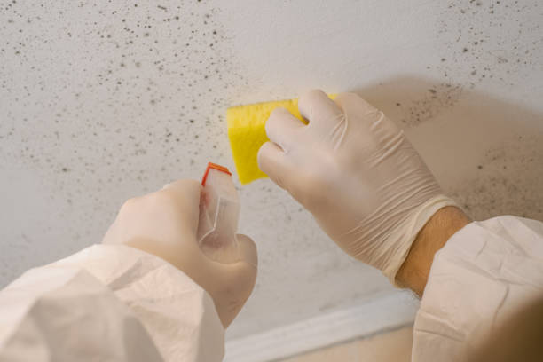 Best Industrial Mold Remediation  in Mountainside, NJ