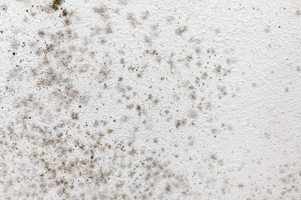 Reliable Mountainside, NJ Mold Removal Solutions