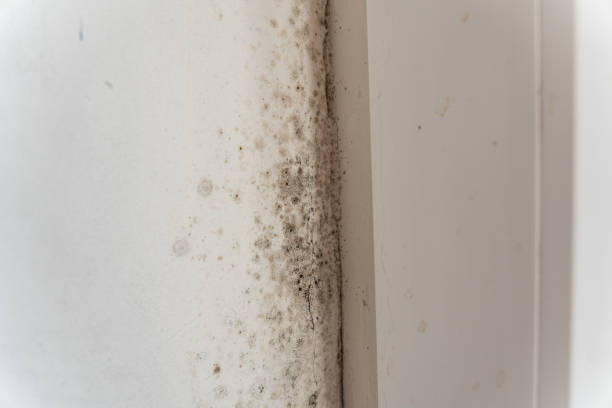 Best Comprehensive Air Testing for Mold Contaminants  in Mountainside, NJ