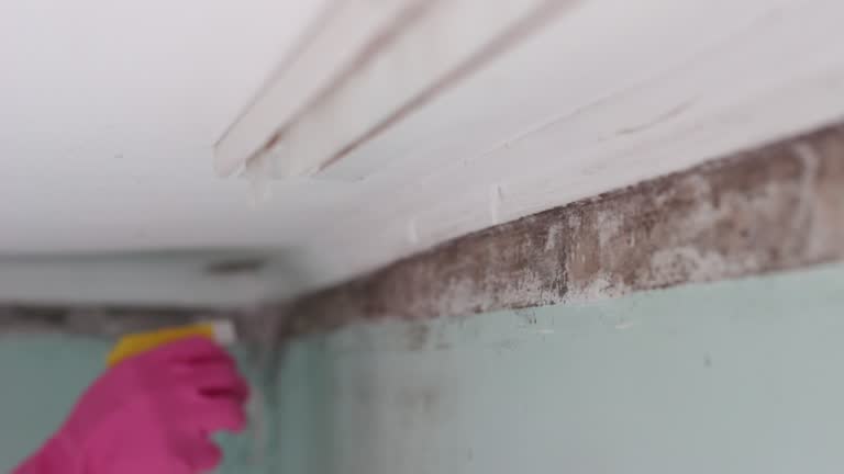 Best Mold Documentation for Insurance Claims  in Mountainside, NJ